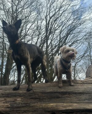 Beatie Edney Instagram - Today Button met her new best friend Rocket, for a wonderful walk on Hampstead Heath with one of my oldest school friends Doctor Annabel. She’s not on Insta. #rescuedog #rescuedogsofinstagram ♥️