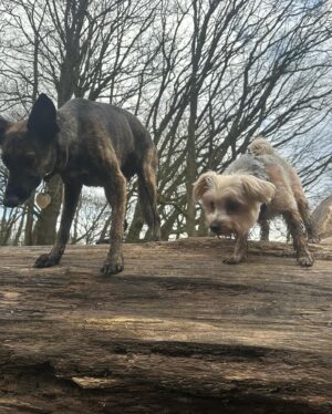 Beatie Edney Instagram - Today Button met her new best friend Rocket, for a wonderful walk on Hampstead Heath with one of my oldest school friends Doctor Annabel. She’s not on Insta. #rescuedog #rescuedogsofinstagram ♥️