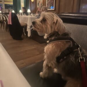Beatie Edney Instagram - Button’s favourite restaurant. They allow dogs and boy does the maître d’ make a fuss of her. She did behave quite well though. #brasserianottinghill #rescuedog