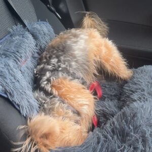 Beatie Edney Instagram - Button’s habit after walking in the rain. #rescuedog #rescuedogsofinstagram
