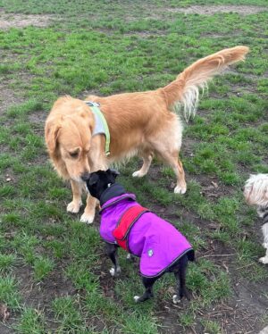Beatie Edney Instagram - We are now into our routine. Breakfast at 9am and immediately after a walk on grass. Here’s Button introducing Millie to some canine passers-by. Millie interacting with other dogs is a new thing. ♥️🩷♥️#abandoneddog #rescuedog #rescuedogsofinstagram