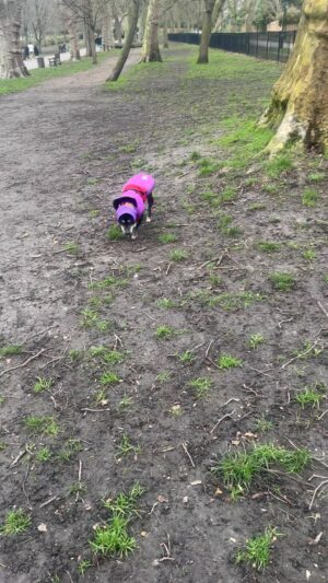 Beatie Edney Instagram - Yesterday Millie became mine. On Valentine’s Day! ♥️ Today was not a good day, however. Millie was sick twice and still has a very bad tummy. We are on our third remedy - homemade boiled rice and chicken - and she vomited. Tomorrow another vet appointment. I am worried. It is very important Millie maintains her weight, puts on weight and gets stronger. 🥹