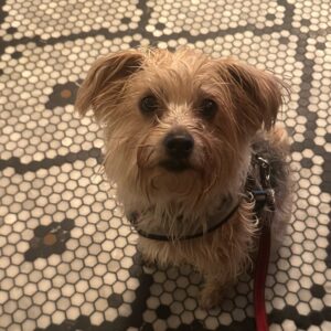 Beatie Edney Instagram - Sheltering from the rain in a chic restaurant that allows dogs. I’m even having a glass of wine!