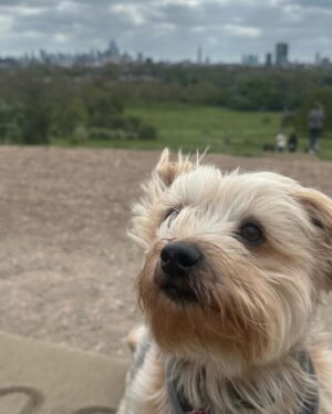 Beatie Edney Instagram - Button and the view from Primrose Hill during the London Marathon. #marathon #london #rescuedog