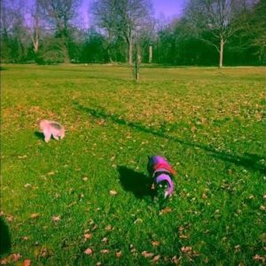 Beatie Edney Instagram - Millie appreciating the apricity. Our new word! She’s rocking her new snood as she gets very cold ears.
