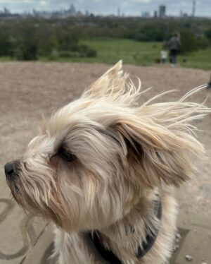 Beatie Edney Instagram - Button and the view from Primrose Hill during the London Marathon. #marathon #london #rescuedog