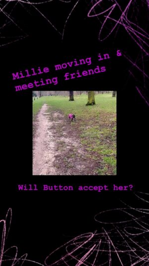 Beatie Edney Instagram - This week with Millie. She’s gained weight - now 10.6 kg. She’s met friends at home - hence wearing a diaper.