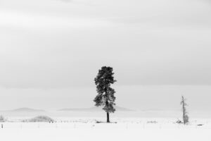 Beau Mirchoff Instagram - February 29th only comes around every 1,460 days. In honor of the lonely leap year, I have posted a photo of a lonely tree. #deep #woah #lonelytree #blackandwhitephotography  #leapyear #math