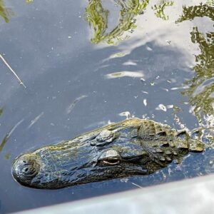 Bekka Prewitt Instagram - Can’t go to a swamp without holding a baby gator 🐊! Yes. Be very careful. 👀 I tried to go incognito by matching the gator. 😜
Joey at @cajunprideswamptours was fun, informative & entertaining!
Visiting @heir_jordans home city!
•
#NewOrleans #Louisiana #NOLA #Gator #alligator #bayou #Swamp #Creole #Jazz #Culture #Music #Roots #Respect #bekkaprewitt #actor #voactor #filmactor #tvactor #pcapactor #voiceactor #model #redhead #ginger #redheaded #gingerhair #redheadlove #animals #travel #boats #tour
