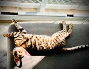 Bellatrix Serra Instagram - Nosso Bono…! Casa dia mais lindo…. 

@tombengals