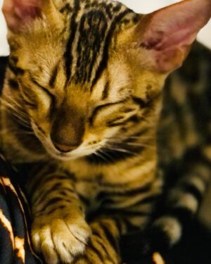 Bellatrix Serra Instagram - Acho que ganhei um gatinho! ❤️😻
@cassio_reis_campana 
.
.
.
@tombengals