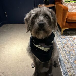 Ben Folds Instagram - Meet Maurice. Newest member of Ben's #PaperAirplaneRequestTour road crew.