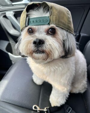 Ben Lawson Instagram - Mochi just cuz