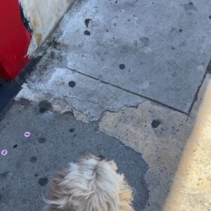 Ben Lawson Instagram - Mochi just cuz