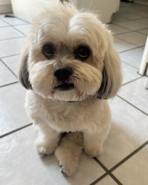 Ben Lawson Instagram - Mochi just cuz