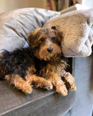 Ben Savage Instagram - Welcome Eva 🐾