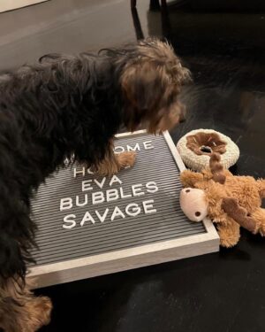 Ben Savage Instagram - Welcome Eva 🐾