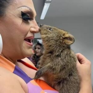 BenDeLaCreme Instagram - My favorite meet and greet on the Australian tour so far! These lil critters are so sweet and loving I can tell if they were human and American they would vote blue rather than third party because, while their ideals are noble, this is the long game and we won’t be able to expand a two party system into a multiple party system if the whole damn thing becomes a one party system. @wildlifehqzoo