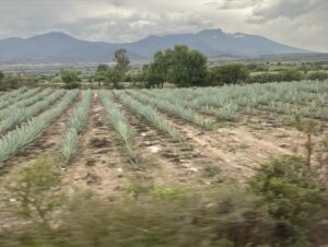 Benito Molina Instagram - Muchas felicidades a la familia Macurichos🎂 Gracias por invitarnos a tierra santa 🤟🏽🍏 Un placer compartir cocina con grandes amigos, y de mezcal ni se diga 💥
