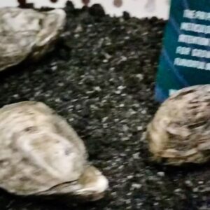 Benito Molina Instagram - ¡Buen viernes! La barra de Manzanilla te espera con un “ Oyster dirty Martini” Elaborado con el maravilloso ostion “Pai Pai” de nuestros amigos de @bajashellfishfarms  Salucita 🦪🍸🤟🏽🍏
