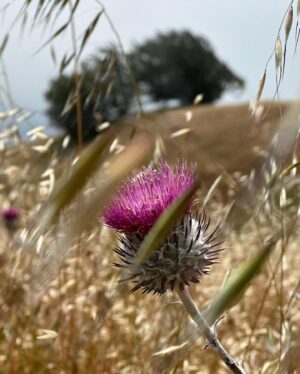 Benjamin Bratt Instagram - Thistle do…🪻