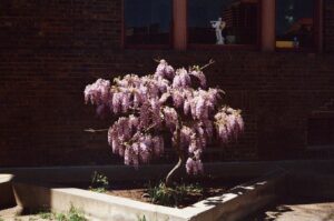 Benny Safdie Instagram - Hysteria wisteria!  35mm from a location scout.