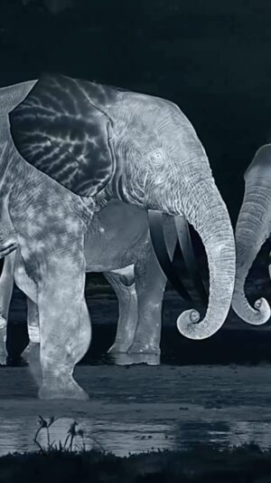 Bertie Gregory Instagram - To have any chance of finding a huge tusker forest elephant, we knew our stakeout at the bai would need to go into the night. This incredible thermal imaging camera allowed us to see into the darkness. Large animals in hot places have a tough time keeping cool enough. But do you know how elephants manage it? Comment below! Filmed in @dzanga.sangha National Park for the ‘Elephant Quest’ episode of ‘Animals Up Close’ now streaming on Disney ! #AnimalsUpClose @wildstarfilms @natgeotv