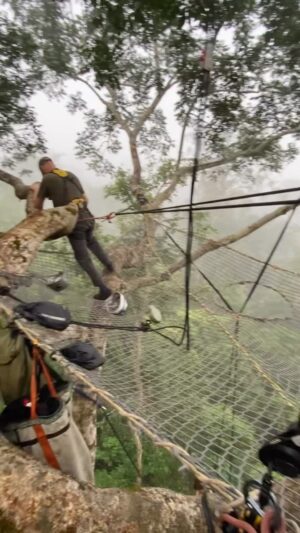 Bertie Gregory Instagram - After a long night of crashing thunder and torrential rain, we were very relieved to wake up to a calm and quiet forest canopy. Filmed in @dzanga.sangha National Park for the ‘Elephant Quest’ episode of ‘Animals Up Close’ now streaming on Disney !
#AnimalsUpClose @wildstarfilms @natgeotv