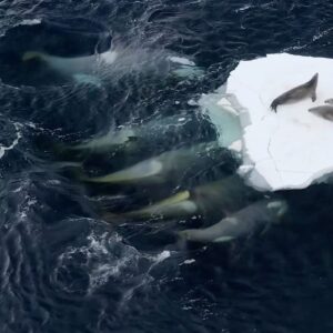 Bertie Gregory Instagram - A pod of wave-washing killer whales hunt three crabeater seals at once. There are just 100 of these special killer whales in Antarctica. We humans often wonder just how smart are wild animals? Well, these killer whales have learned by using teamwork as a family group, and water as a tool, they can create powerful waves to access seals that would otherwise be out of reach. Every single time we saw them hunt, their tactics were different, the types of waves created were different. It was artful more than instinctive. It is not a stretch to say that they were using their imagination. The killer whales, when making those waves, can’t see their target, they have to imagine where it is. This technique that they have mastered is like that of a professional athlete who masters a sport. Shot for #AnimalsUpClose with @bertiegregory coming to @disneyplus September 13th! @wildstarfilms @natgeo