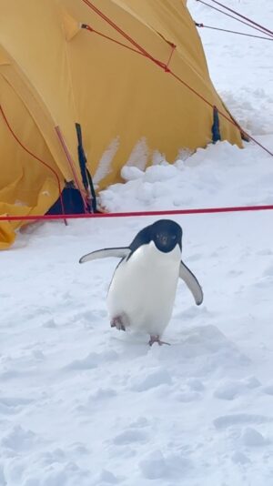 Bertie Gregory Instagram - Just as the emperor penguin chicks were hurling themselves off a cliff, we had an Adelie penguin tent inspector. Our camp was far from the sea and very, very far from the nearest Adelie penguin colony. Even so, this little fella managed to find us. On the topic of camps, our emperor penguin expedition was a huge logistical challenge made possible by a big team both in the field and back home. Big thanks to @talesmithtv, @polar_safety_and_logistics, @heathercruickshank, @saraofthewild, @sergiotempest, @cbstronach, @peter_websterrr, @rosswkirby, @kenrick.turner, @secret.compass