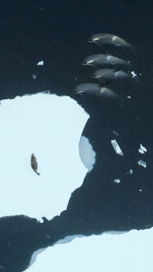 Bertie Gregory Instagram - A pod of B1 Antarctic killer whales locating a resting Weddell seal. With snow falling, flying the drone felt like being in Space with stars whizzing by. Having located the seal, the pod then began to ‘spyhop’ to see their target and figure out how to get it into the water. These killer whales are spine-tinglingly intelligent. Drone view by @bertiegregory and water level view by @tomwalkercam for #AnimalsUpClose coming to @disneyplus September 13th! @wildstarfilms @natgeo #killerwhalepeekaboo