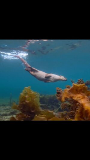 Bertie Gregory Instagram - When @jjwilsonphoto called me to ask if I’d like to try and film a wild otter underwater in Shetland, I assumed the shoot would consist of getting cold and not filming anything. But we weren’t going to film just any otter. This is Molly and as a tiny, starving cub she was found and helped back to health by Billy Mail. Billy and Molly formed an amazing friendship which became the story of a magical film now on @DisneyPlus in the U.S. and other regions coming soon! After being introduced by Billy, I had some epic sessions in the water with Molly. That said, she is still a wild otter with her own plan and so my original assumptions did turn out to be mostly true! Drone shot by @southspearmedia #ottersofinstagram #BillyAndMolly @silverbackfilms @natgeo @chamiltonjames