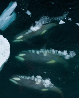 Bertie Gregory Instagram - I’m very excited to be a winner at this year’s Wildlife Photographer Of The Year competition @nhm_wpy! This image of three wave washing killer whales hunting a Weddell seal picked up the ‘Behaviour: Mammals’ category prize at last night’s awards ceremony at the Natural History Museum in London. While I was the one lucky enough to push the shutter button, this image was a huge team effort and based on over a decade of work from several different groups. So a huge thank you to the BBC Frozen Planet 1 team who first filmed this incredible behaviour for television back in 2009. Thank you to the Frozen Planet 2 team who I returned with 10 years later to follow the behaviour for the first time with drones. Finally, thanks to the ‘Animals Up Close’ team at @wildstarfilms who I worked with most recently to document these killer whales. Check out the ‘Antarctic Killer Waves’ episode on Disney  to see the pod pictured in action! @bbcearth @natgeo