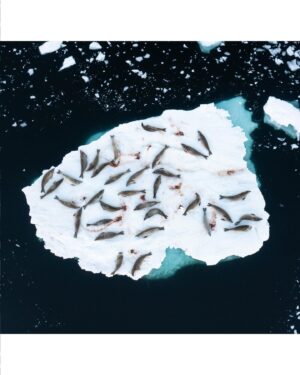 Bertie Gregory Instagram - Any time you see a big group of seals hanging out together on sea ice in Antarctica, chances are they’re crabeater seals. In fact, there are so many in Antarctica, crabeaters are the most numerous seal species on earth. Their name is misleading though as they mainly eat krill (look for the pink poo stains!). Shot for #AnimalsUpClose on Disney  @wildstarfilms @natgeo
