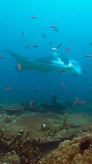 Bertie Gregory Instagram - Did you know the word ‘manta’ comes from the Spanish word for cloak? As this huge manta ray danced about over the reef, we could really see how they got their name. 
Filmed in the Misool Marine Reserve, Raja Ampat, Indonesia. Shots of me and the manta by @danbeecham with dive safety and assistance by @javier_mahauad and @annadimtriadis for #AnimalsUpClose now streaming  Disney . @wildstarfilms @natgeo @misoolfoundation