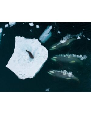 Bertie Gregory Instagram - I’m very excited to be a winner at this year’s Wildlife Photographer Of The Year competition @nhm_wpy! This image of three wave washing killer whales hunting a Weddell seal picked up the ‘Behaviour: Mammals’ category prize at last night’s awards ceremony at the Natural History Museum in London. While I was the one lucky enough to push the shutter button, this image was a huge team effort and based on over a decade of work from several different groups. So a huge thank you to the BBC Frozen Planet 1 team who first filmed this incredible behaviour for television back in 2009. Thank you to the Frozen Planet 2 team who I returned with 10 years later to follow the behaviour for the first time with drones. Finally, thanks to the ‘Animals Up Close’ team at @wildstarfilms who I worked with most recently to document these killer whales. Check out the ‘Antarctic Killer Waves’ episode on Disney  to see the pod pictured in action! @bbcearth @natgeo