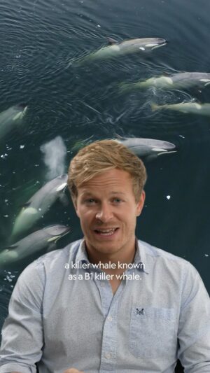 Bertie Gregory Instagram - I received lots of questions about why the killer whale in my last video launched out the water. Here’s a little explainer video for the terms we use when describing the extraordinary hunting strategy of B1s. Photos by @tomwalkercam, @leighhickmott and @bertiegregory. #AnimalsUpClose on Disney  @wildstarfilms @natgeo