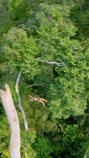Bertie Gregory Instagram - This was one of the coolest commutes I’ve had to work. Connecting the canopy camp with my filming platform was a 300ft/100m highline. This is like a really fun ‘zipline’ for the first half but then a not very fun bicep-burning second half. It meant I could keep my scent high off the forest floor away from the elephants. Amazing rigging by @waldo_etherington and @meg_and_onaldson. Filmed for #AnimalsUpClose in @dzanga.sangha National Park. @wildstarfilms @natgeotv @remoteropes