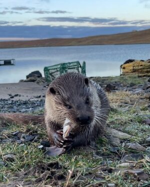 Bertie Gregory Instagram - Shoot randomness 10/10…

‘Billy and Molly: An Otter Love Story’ is now on @DisneyPlus in the U.S., other regions coming soon! #ottersofinstagram @silverbackfilms @natgeo @chamiltonjames @johnnyrolt @jjwilsonphoto @morlo_wildlife @sheltie_bill