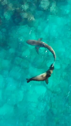 Bertie Gregory Instagram - Shark Vs Sea lion, who will win? If you had asked me prior to filming in the Galapagos for Animals Up Close (now streaming on Disney ), I would have bet on the shark every time. It turns out, it doesn’t always go the shark’s way. Any shark that came near these rocks in search of a sea lion meal would get chased away by this big bull. Despite being slow and clumsy on land, his speed and agility in shallow water was mind-blowing. Male sea lions are traditionally thought to have zero role in parental care but this territorial pup guarding behaviour could mean they occasionally lend a hand…or flipper. Camera by @bertiegregory @jeffbhester and @sams_natural_habitat with @javier_mahauad and @annadimitriadis watching backs underwater! #AnimalsUpClose @natgeo @wildstarfilms