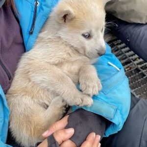 Bertie Gregory Instagram - We interrupt your regularly scheduled programming to bring you this breaking news: sled dog puppy party!  We bumped into these little ones while filming in the Canadian Arctic for a new secret project. The puppies are sadly not the filming subject. Photo by @ntgates, featuring @hollytarplee and @howardbourne #dogsofinstagram #puppy #puppyparty #puppylove #internationaldogday
