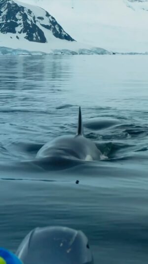 Bertie Gregory Instagram - While trying to record the vocalisations of B1 Antarctic killer whales, we had one individual come over and give this weird guttural clicking noise. It investigated the hydrophone by letting out a rapid series of pings just inches away. The pings were so load it blew out the microphone recording! Very cool to be part of @leighhickmott and colleagues’ long-term study of these amazing animals. Filmed by Will West and @zubinsarosh for #AnimalsUpClose on Disney  @wildstarfilms @natgeo
