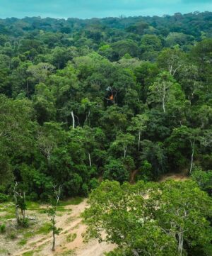 Bertie Gregory Instagram - #CanopyCampLife! Our rope experts @waldo_etherington and @meg_and_onaldson rigged this tree house allowing us to film, sleep and eat high in the trees as the elephants went about their business underneath us. Due to a long history of poaching and their thick jungle home, forest elephants understandably get very grumpy when they bump into humans. So by staying off the forest floor, we could film while the elephants did their thing undisturbed. Also featured in these pics is director @markmcc01 and sound recordist @justdrewsound. 

Many people seem to be very curious as to how we went to the bathroom. It involved a bag, good balance, good aim and careful positioning of the climbing harness straps! Supporting us in the trees, we owe a huge thanks to the local team who put in some serious heavy lifting helping carry in and out the jungle all the ropes, filming platforms and hanging tents. More on them soon! Photographed in @dzanga.sangha National Park for the ‘Elephant Quest’ episode of ‘Animals Up Close’ now streaming on Disney ! #AnimalsUpClose @wildstarfilms @natgeotv @remote_ropes_ltd