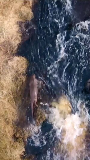 Bertie Gregory Instagram - Watching Molly effortlessly zoom upstream in these rapids was mind-blowing. A real pleasure cross shooting her from two angles with @johnnyrolt on the ground level perspective. Lovely words by Susan Mail. #BillyAndMolly is now on @DisneyPlus in the U.S., other regions coming soon! #ottersofinstagram @silverback_films @natgeo