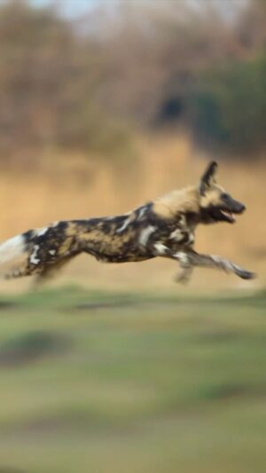 Bertie Gregory Instagram - Wild dogs are seriously fast. They can run at speeds of more than 40mph. The pack we were following loved hunting warthogs. To our amazement, in a 100m sprint the warthogs were faster than the dogs! Any further and the dogs’ stamina was far superior. Once spotted, the warthog would dash to the nearest burrow. The race was simple, could the warthog get to a burrow within 100m? If not, could they find one before the dogs caught up? Ground level angle by @sams_natural_habitat, drone angle by @bertiegregory with some incredible guiding and vehicle positioning by @africa_on_film, @bwana_mike and @mjclaase. Shot for #AnimalsUpClose coming September 13th to Disney . @wildstarfilms @natgeo