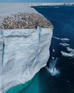 Bertie Gregory Instagram - Wildlife filmmaker @bertiegregory documented emperor penguin chicks preparing to take their first plunge from the top of an Antarctic ice shelf that towered roughly 50 feet above the sea. They crowded like a group of teenagers, as if waiting to see if someone was brave enough to jump into the water first. Once one did, the others followed.

“When the chicks are around five months old, they leave the colony and travel to the sea, normally entering the water from a height of about one to two feet off the sea ice. However, since the advent of high-res satellite imagery, scientists have been aware that some emperor colonies were breeding and raising their chicks high up on the more permanent ice shelves. But it’s never been confirmed just how these colonies descended the precipitous ice shelves—until now.

“We’d seen multiple groups of chicks walking out in this direction, but due to the undulating icy terrain and a dangerous crevasse field, we were unable to follow them on snowmobile or on foot. They would simply disappear over the horizon. It wasn’t until I launched a drone that I was able to keep them in view and see the enormous cliff they were walking toward. As soon as I realized they were going near to the edge, I used the drone’s powerful zoom lens to maintain a very large distance from downwind. I wanted to be 100 percent sure I had no influence on their behavior. After several batteries and a couple of hours waiting, I watched a single chick walk up to the edge and launch itself off. Once the first had jumped and landed unscathed in the freezing Southern Ocean, many soon followed, and I was able to nudge in close enough to capture the scene.”

Learn more about this behavior at the link in bio and stay tuned for more: These penguins are getting their own show! From executive producer @jamescameronofficial, “Secrets of the Penguins,” is coming in 2025! 🐧 #OnlyNatGeo #ourHOME #SecretsOfThePenguins