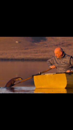 Bertie Gregory Instagram - Meet Billy (a human) and Molly (a wild otter). Without a doubt the most wholesome film I’ve worked on. An amazing story about love, friends and our relationship with the natural world, beautifully crafted by Director @chamiltonjames and @silverback_films. A magic long lens moment caught by @johnnyrolt. #BillyAndMolly is now on @DisneyPlus in the U.S., other regions coming soon! #ottersofinstagram @natgeo