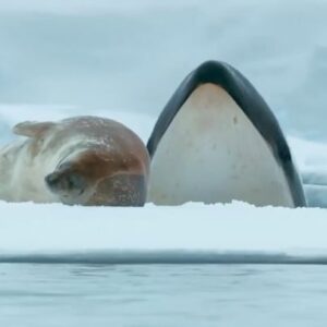 Bertie Gregory Instagram - Here we go! #AnimalsUpClose with @BertieGregory, 6 episodes of animal adventures, a @natgeo Original series streaming September 13th on @disneyplus.