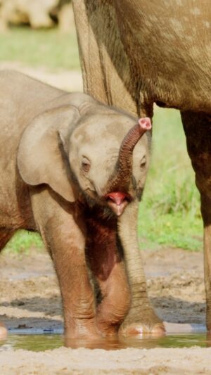 Bertie Gregory Instagram - Elephant trunks are one of the most extraordinary pieces of biomechanical engineering. But while they are born with this amazing appendage capable of so many uses, they must learn to use it. This little forest elephant calf was definitely at the start of its learning curve!  Shots of me by @markmcc01 and @justdrewsound. Filmed in @dzanga.sangha National Park for the ‘Elephant Quest’ episode of ‘Animals Up Close’ now streaming on Disney ! #AnimalsUpClose @wildstarfilms @natgeotv #AnimalsUpClose @wildstarfilms @natgeotv