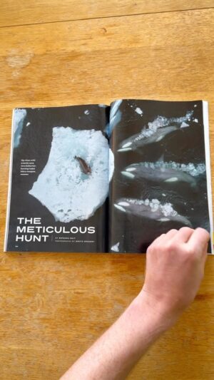 Bertie Gregory Instagram - Exciting to see the Antarctic killer whales continuing to make waves. My first feature story for @natgeo Magazine is out in the November issue! Big thanks to my editors @alexa_keefe and @julie_hau and great writing for the story by @natashadaly. These images were a huge team effort so thanks to @wildstarfilms, the ‘Animals Up Close’ team, @leighhickmott and the BBC Frozen Planet 2 team (who I learned a huge amount with on my first trip to find these killer whales). I also owe so much to my mentors @kfmoran and @stevewinterphoto who first welcomed me into the @natgeo Magazine family. Stoked that the killer whales are alongside @renan_ozturk ‘s crazy sub-Antarctic lava lake story shot using the same boat team @oceanexpeditions! Finally, shoutout to my roommate @silaselliott for some magnificent page turning and yes, we filmed this in our pyjamas. #AnimalsUpClose